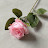 @hnadymaher7623