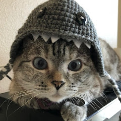 Gato Reagindo a Gatos