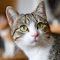 bOrY46bYKJE-channel-avatar-Fluffy Cat Diary