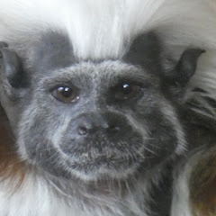 あにまるアドベンチャー