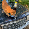 Автор