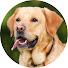 -OfuCxNjCqo-channel-avatar-My Dog Healing Music