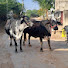 G79ms-N7v9I-channel-avatar-Lakshmi dairy farm