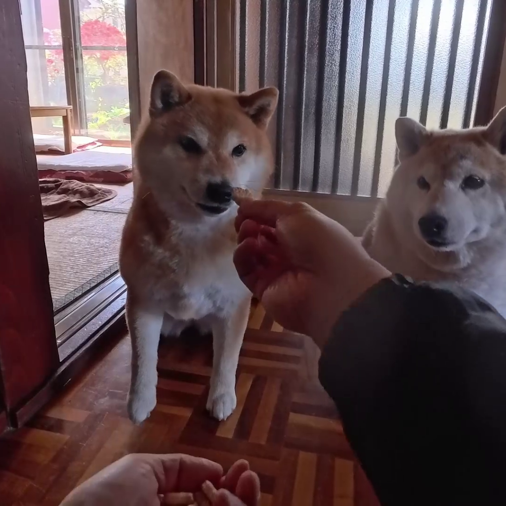 仲良し柴犬♡フライパン YouTube
