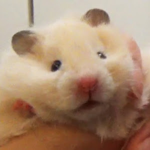 Daily Fluff: Hamster uses Vine app to make creative videos