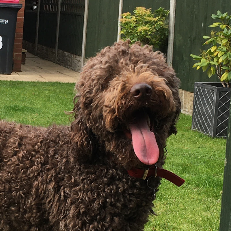 Barney The Golden Doodle avatar