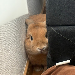 うさぎと彼女と僕アイコン画像
