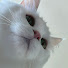 wsgv-vZvaqs-channel-avatar-QQ_큐큐