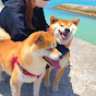 柴犬とりこ