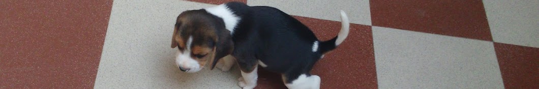 Moglee The Beagle YouTube 频道头像