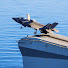 BmewhoTWbpQ-channel-avatar-Royal Naval Review  