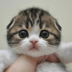 Cute Hub avatar
