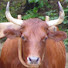 9siuhY-r8RE-channel-avatar-an ox