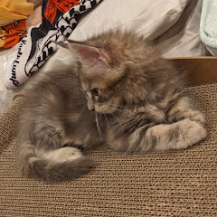 メインクーンのあかねちゃん