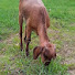 1INyUO9wKQg-channel-avatar-friendship_with_goats🐐 and facts of nature 