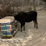 NuRgvHtvSqU-channel-avatar-Anchorage Backyard Beekeeping