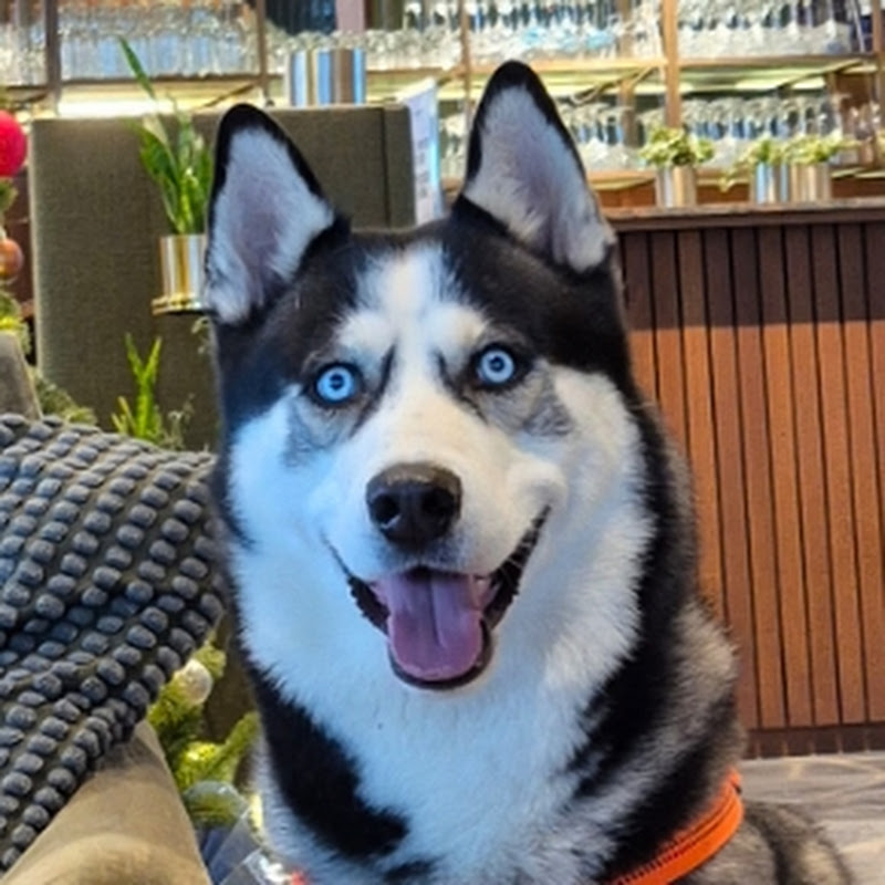 Channel Avatar