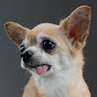 chihuahua fetch logo