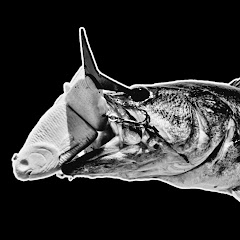 Angler's Tale