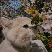 やくちゅ