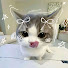 pzdgImQ6s8E-channel-avatar-bucuteFPS