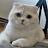 @안모레
