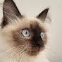 KittyDestroyer Avatar