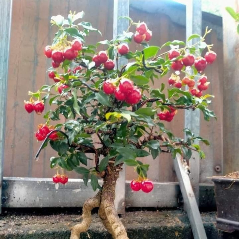 Hai lúa Củ Chi House