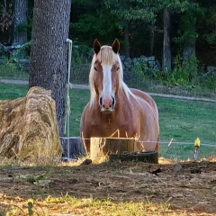 Sir Clancelot, King of the Belgians