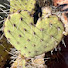 nz-83aYlxXM-channel-avatar-Desert Life Cooks