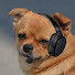 c0KuL2_GD14-channel-avatar-DaytersLIVE