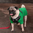 ZyNajd5cXGc-channel-avatar-Monty Pug