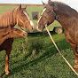 Stallion Wild Mustang