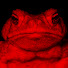 5TzJFSb0S70-channel-avatar-True Crime 5Head