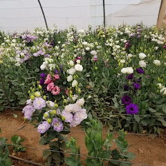 Abu Mishaal Al-Masouri