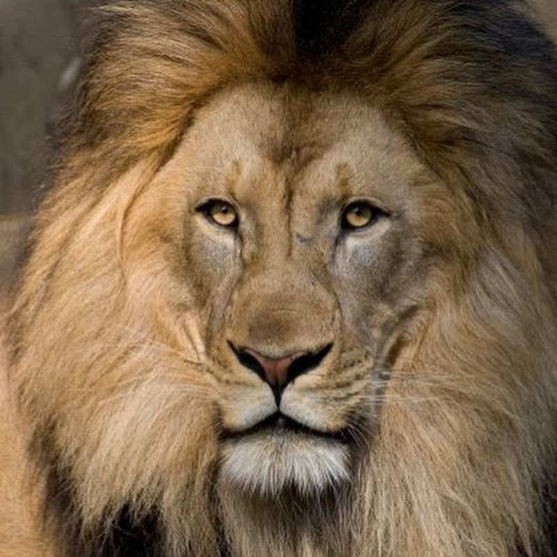 Zlatan's Fight Picks