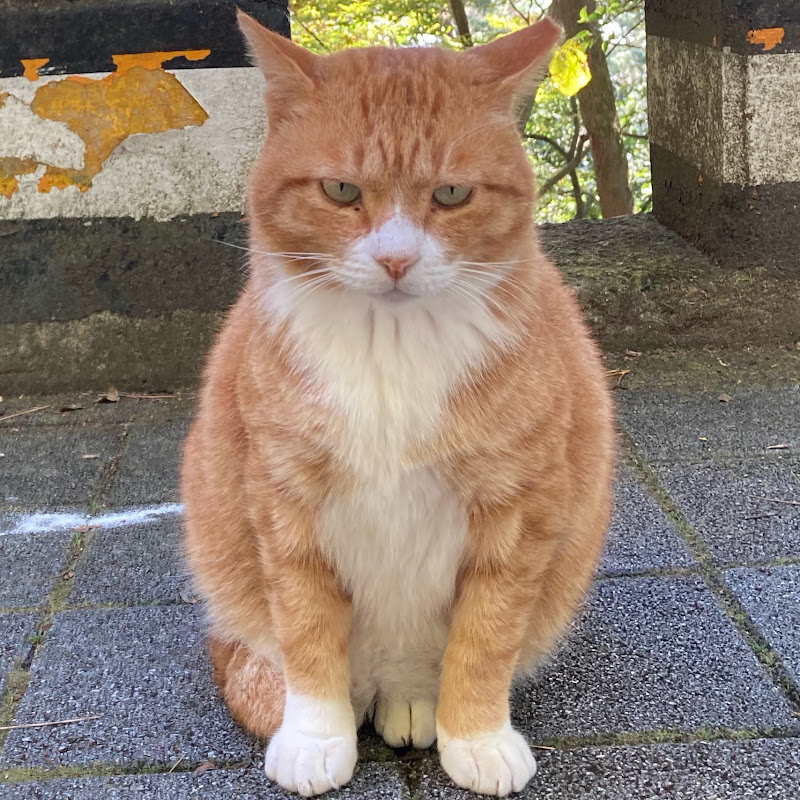 rabbitcat