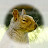 YouTube profile photo of @EnerGeezerSquirrel