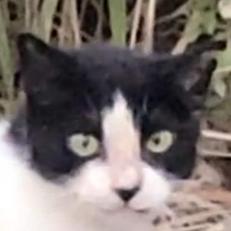 野良吉〖norakichi〗