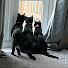 MR4xXJYgqEs-channel-avatar-Nannycatz 