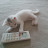 @아리는고양이