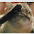@Major-Fluffy Avatar