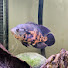 1Qr06KiE5Ms-channel-avatar-Robs Aquarium Room