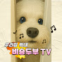 비숑두부TV