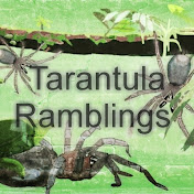 Tarantula ramblings