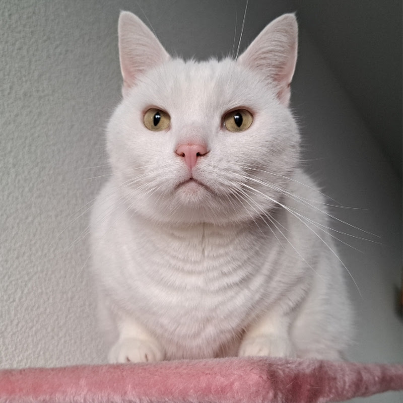 Pushkin the white cat