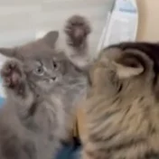飼い主は自我を出しません。【ラガマフィンとサイベリアン】