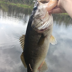 Bass master fishing