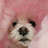 @토토파파-toto