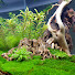 9eTKdKwfYtc-channel-avatar-Thuỷ sinh Quoidecor